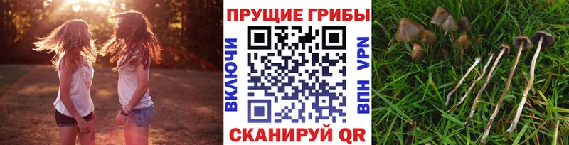 где купить наркотик  Каменск-Шахтинский  Псилоцибиновые грибы прущие грибы 
